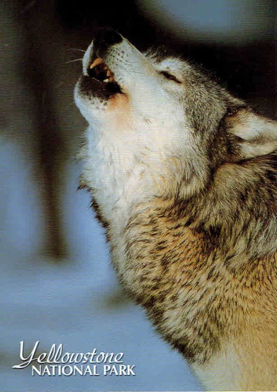 Gray Wolf Howling