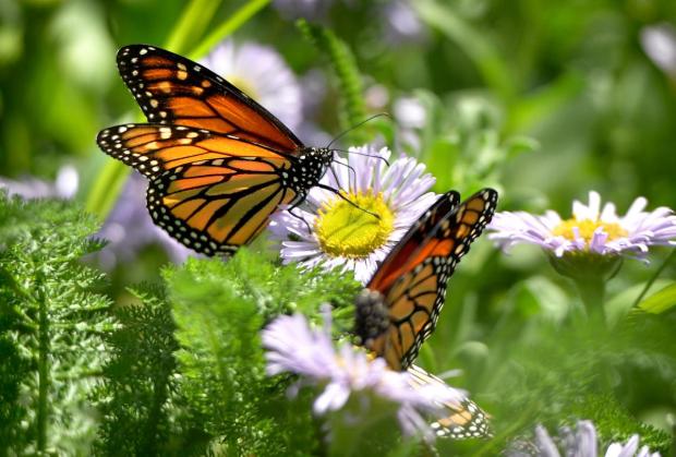 Orange County Native Butterfly House