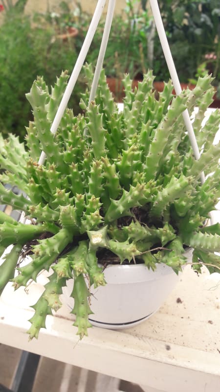 Stapelia Variegata Enana