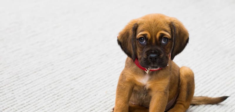 Popular Dog Names