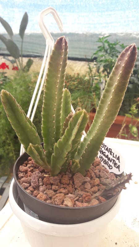 Stapelia Gigantea Hybrid Red