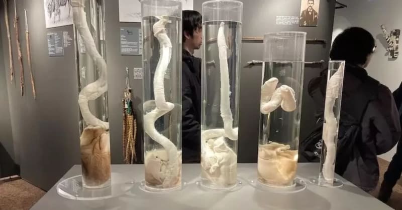 Discover the Icelandic Phallological Museum