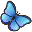 Blue Morpho Butterfly