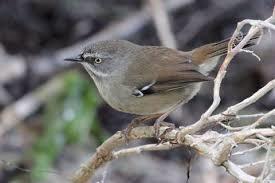 White-browed Scrubwren
