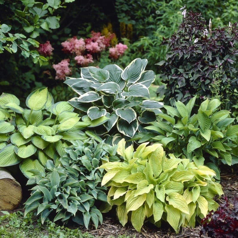 Mixed Hosta Perennials Great Hardy Shade Plants