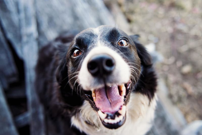 Top 5 Strategies for a Healthy and Happy Dog