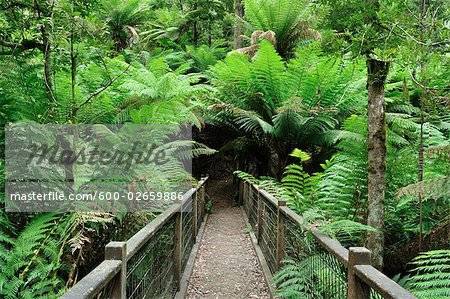 Dandenong National Park