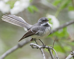 Grey Fantail