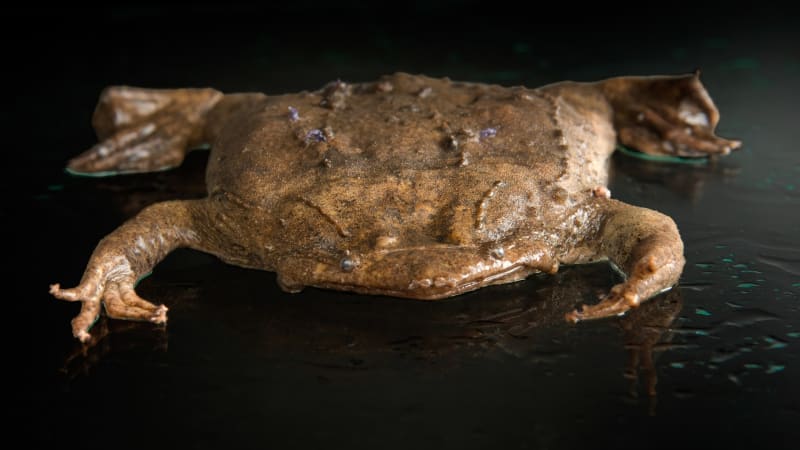 Surinam toad
