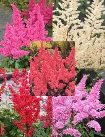 Mixed Astilbe Value Bag