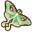 Luna Moth