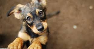 New Puppy Checklist