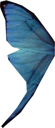 Blue Butterfly Wing