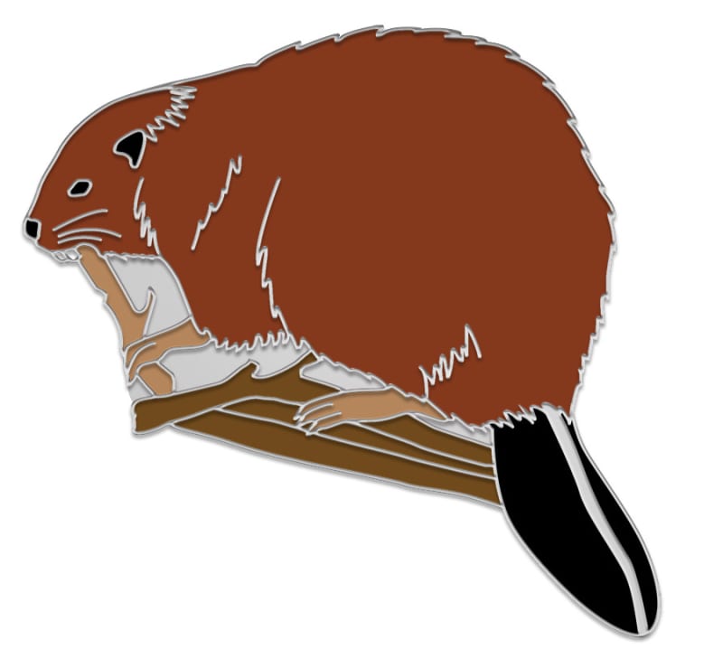 Beaver
