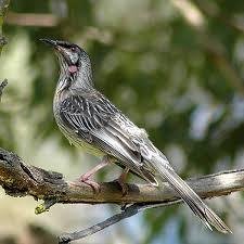 Red Wattlebird
