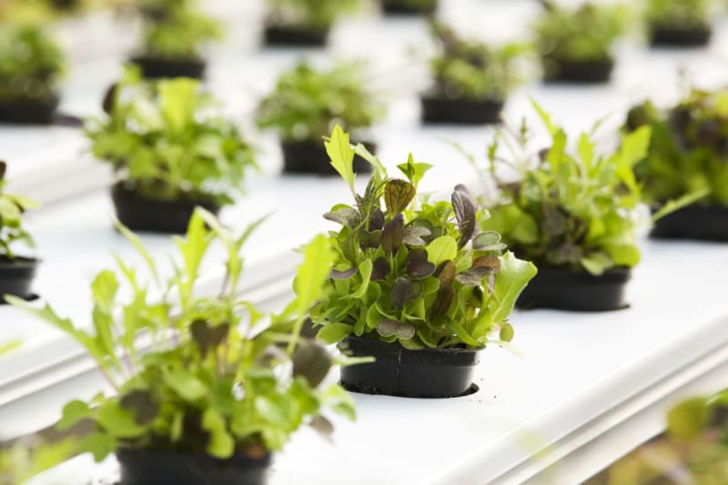 The Hydroponic Harvest: Growing Greens, Herbs, and Vegetables Without Soil