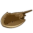 Horseshoe Crab