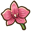 Orchid