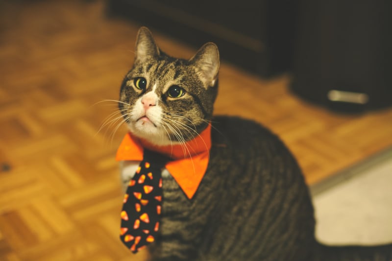 Cutest Cat Costumes for your kitty!