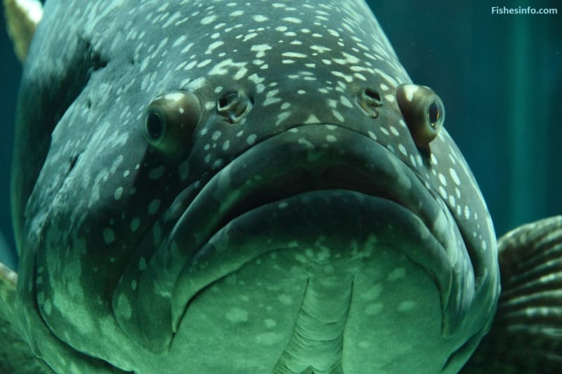 Big Lip Fish: Exploring the Beauty and Stock Photos