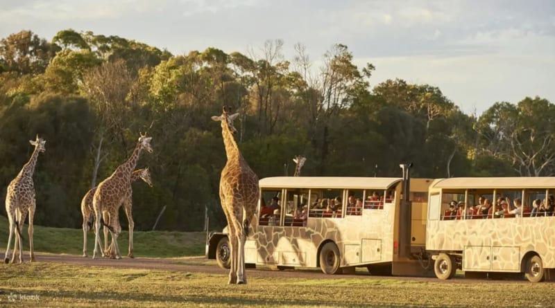 Go on a wildlife safari at Werribee Open Range Zoo