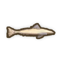 ブルースポッテッドフラットヘッド