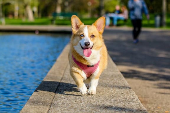 Dog Show Checklist