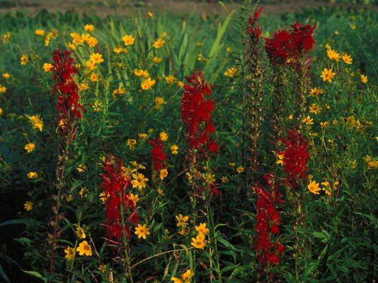 Cardinal flower