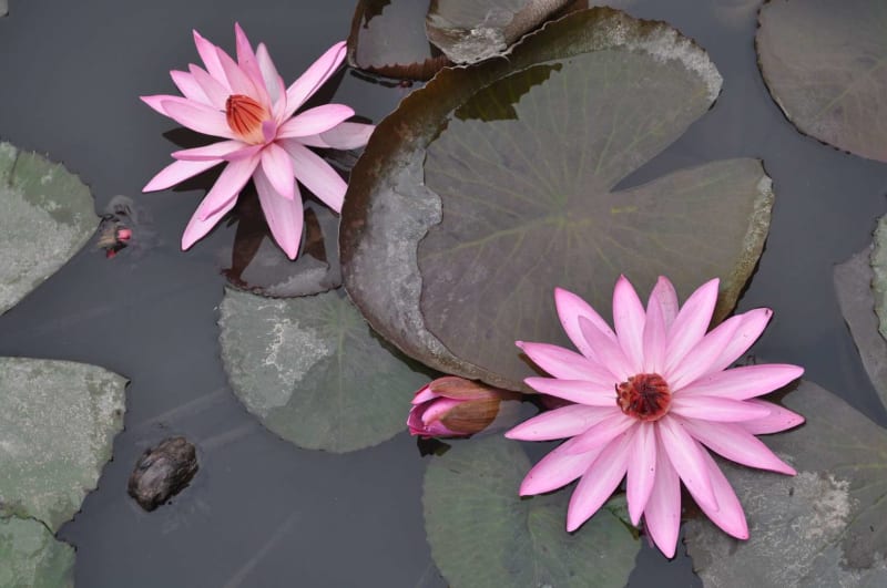 Water-friendly Plants for your Garden