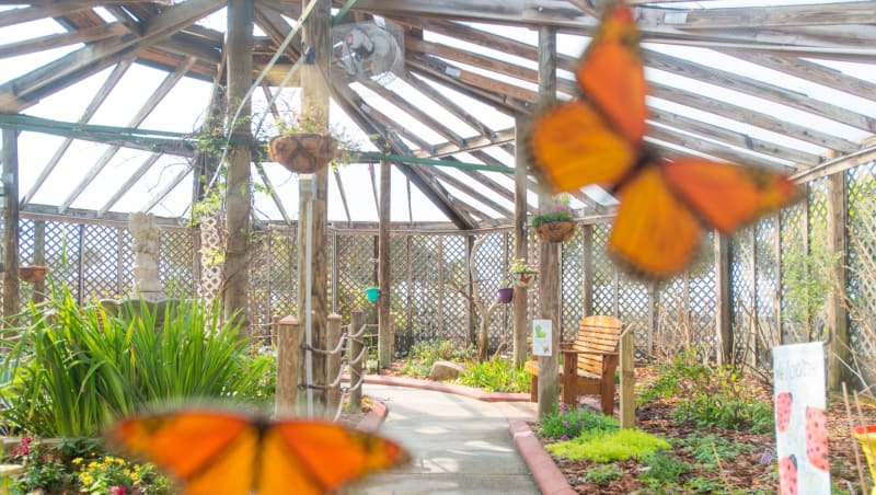 Panhandle Butterfly House