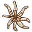 Eight-armed Sea Star