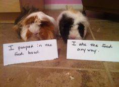 Guinea Pigs