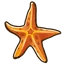 Common Starfish