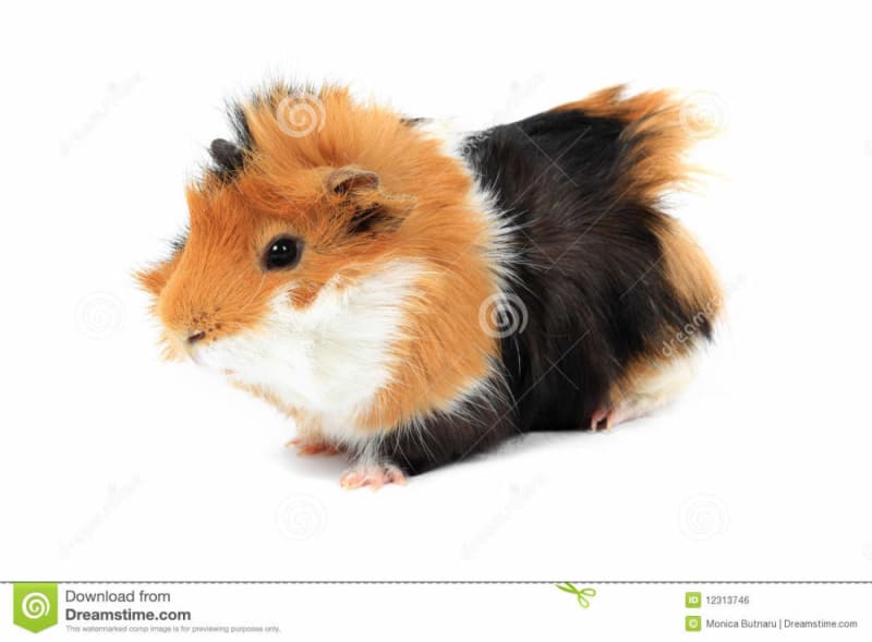 Guinea Pig