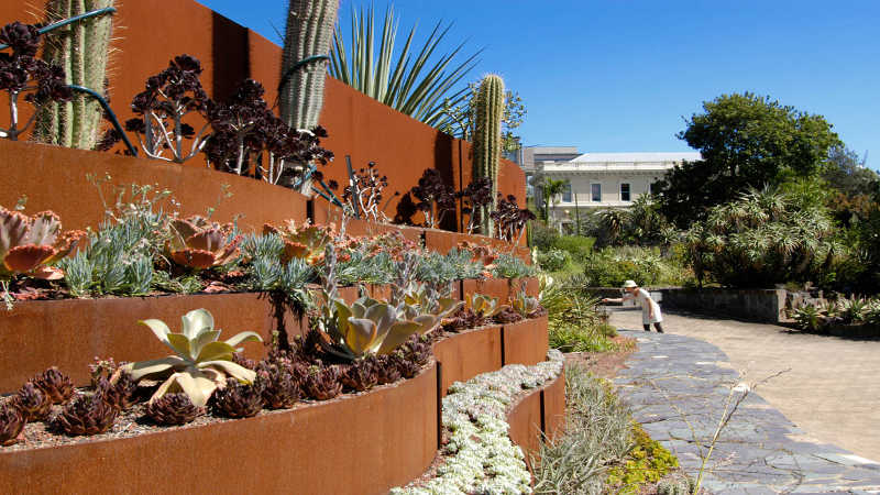 Succulent/cactus garden