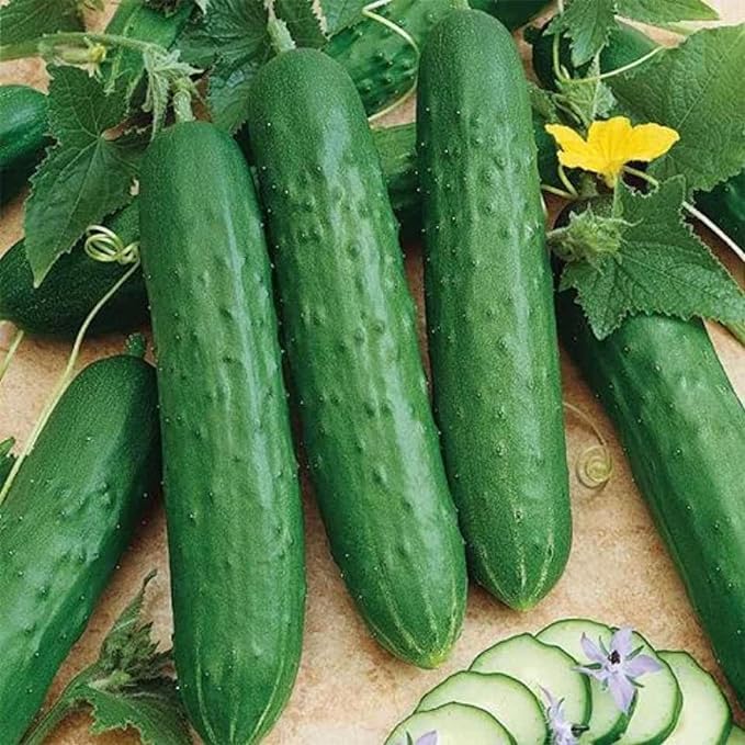 Cucumber