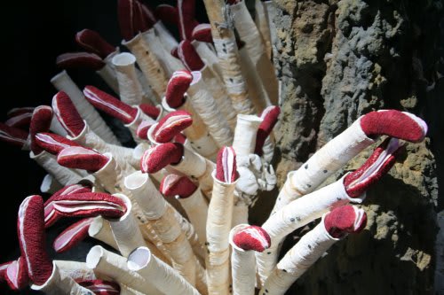 Giant tube worm