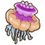 Cauliflower Jellyfish