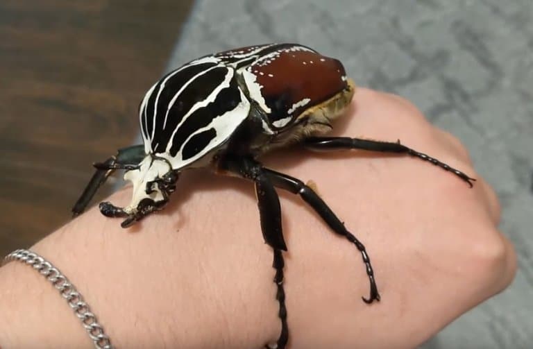 Goliath beetle