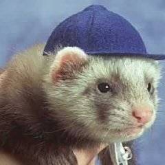 Ferret