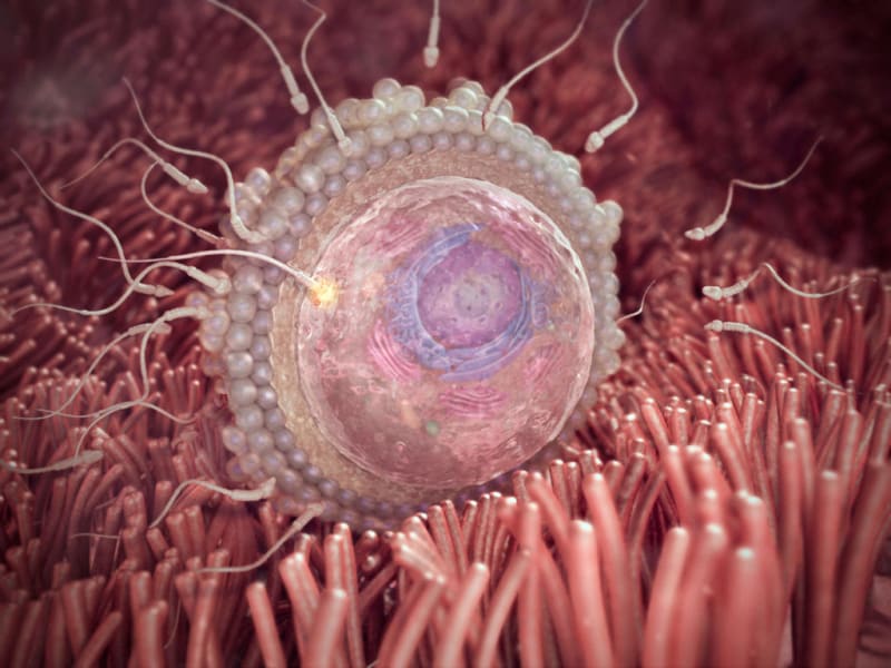 You'll ovulate, and if egg meets sperm, you'll be on your way to pregnancy!