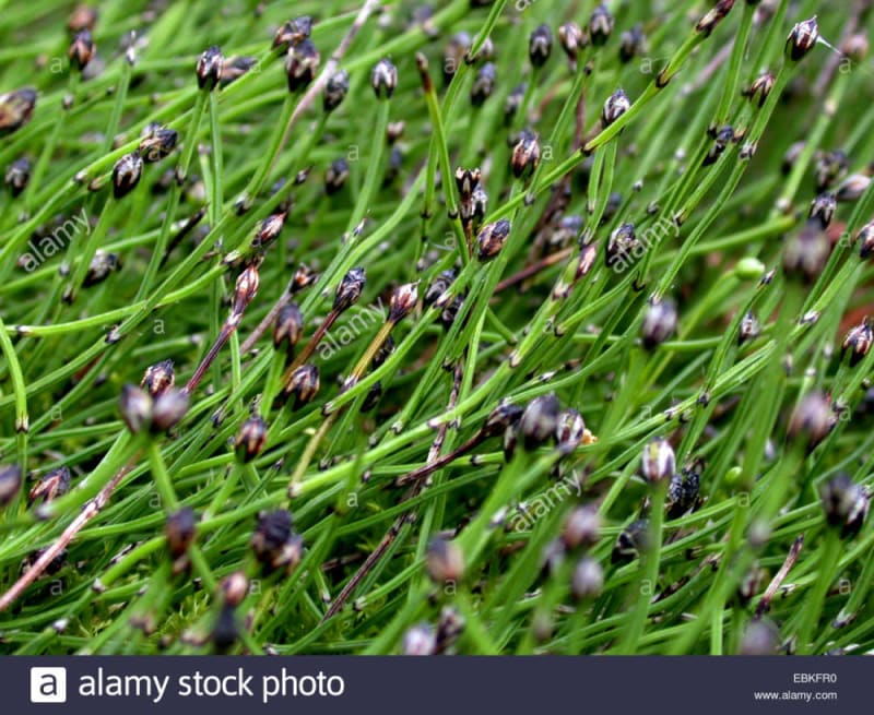 Dwarf Horsetail