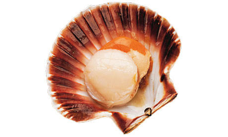Scallops