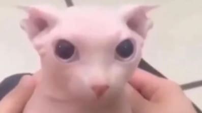 hollow knight achievements