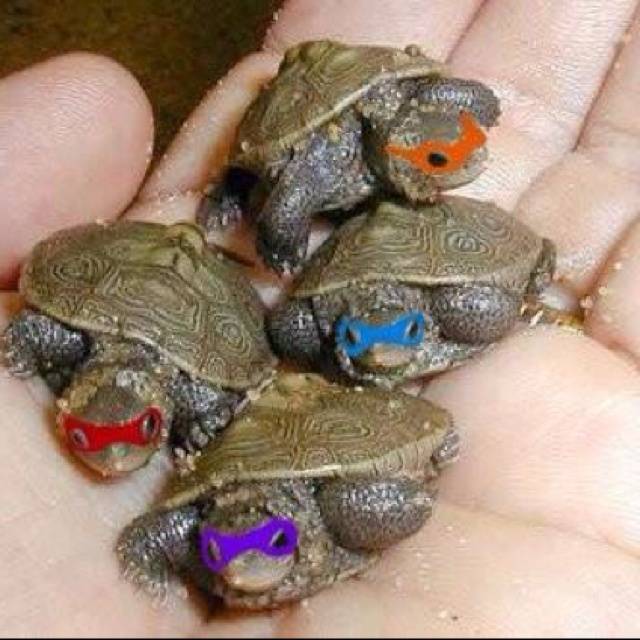 Turtle