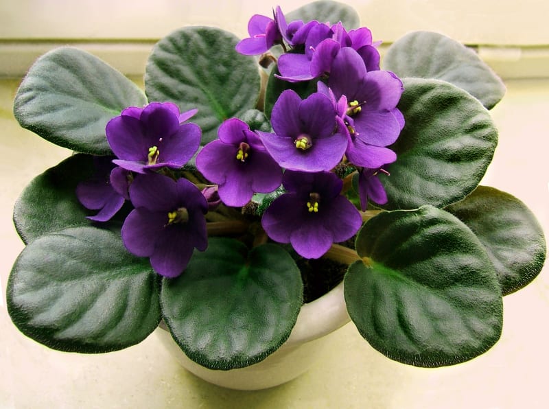 African Violet (Saintpaulia ionantha)