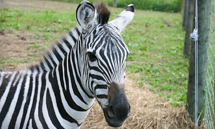 Boulder Ridge Wild Animal Park