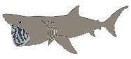 Basking Shark