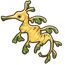Leafy Seadragon