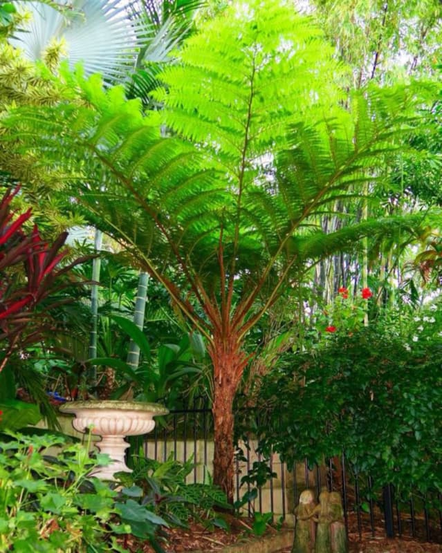 TREE FERN Cyathea Longipes Hardy Perennial Shade Woodland